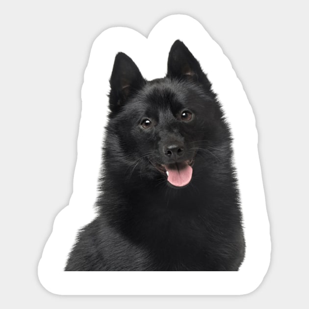 Schipperke Dog Sticker by Pam069